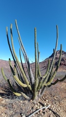 Stenocereus thurberi