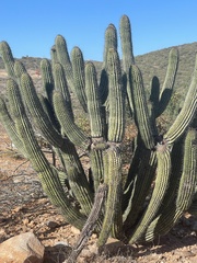 Stenocereus thurberi