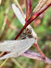 Sympetrum frequens