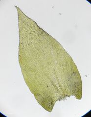Nogopterium gracile