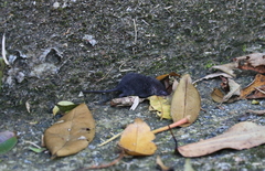 Crocidura tanakae