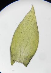 Nogopterium gracile
