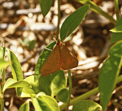 Uresiphita reversalis