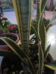 Sansevieria