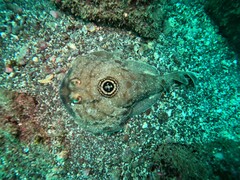 Diplobatis ommata