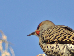 Colaptes auratus luteus × cafer