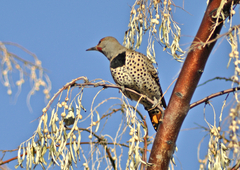 Colaptes auratus luteus × cafer