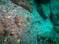 Diplobatis ommata