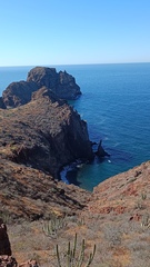 Stenocereus thurberi