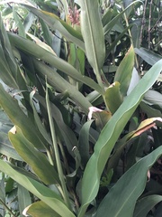 Hedychium coronarium