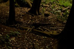 Gallirallus sylvestris