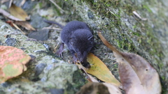 Crocidura tanakae