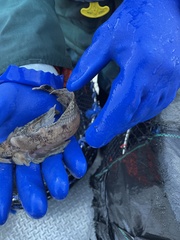 Nautichthys oculofasciatus