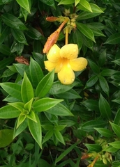 Allamanda schottii