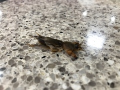 Gryllotalpa australis