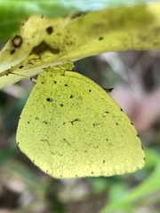 Eurema mandarina