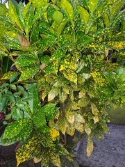 Codiaeum variegatum pictum