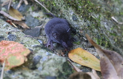 Crocidura tanakae