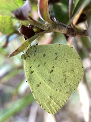 Eurema mandarina