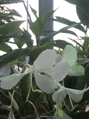 Hedychium