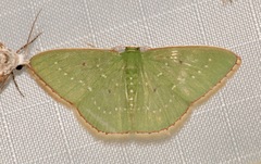 Lissochlora