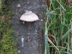 Fomes fomentarius