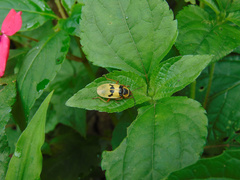 Chauliognathus flavipes