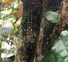 Phricta spinosa