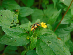 Chauliognathus flavipes