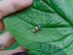 Chauliognathus flavipes