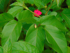 Chauliognathus flavipes