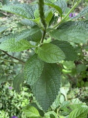 Stachytarpheta cayennensis