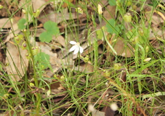 Caladenia moschata