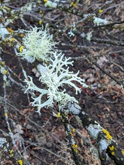 Evernia prunastri