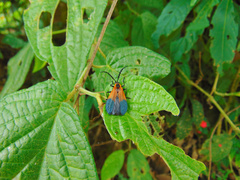 Daiphron brevinotatum