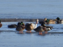 Cygnus columbianus