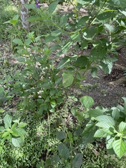 Stachytarpheta cayennensis