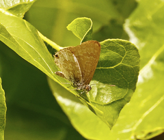 Catopyrops florinda