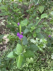 Stachytarpheta cayennensis