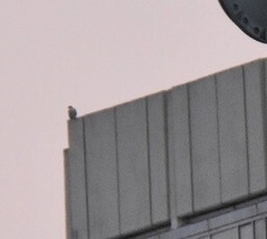 Falco peregrinus