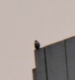 Falco peregrinus