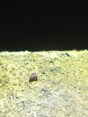 Dicyrtomina ornata