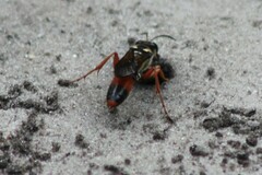 Sphex dorsalis
