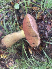 Rubroboletus lupinus