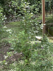 Stachytarpheta cayennensis