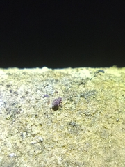 Dicyrtomina ornata
