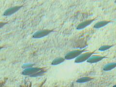 Chromis viridis