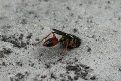 Sphex dorsalis