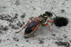 Sphex dorsalis