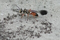 Sphex dorsalis